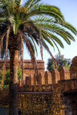 palmiye ağacı ve kalıntılar