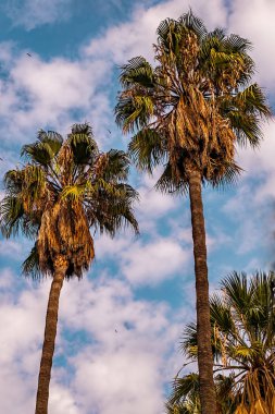 Palmiye ağacını kapat.