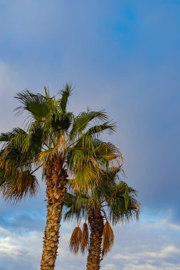 Avuç içi ağaç üzerinde sky