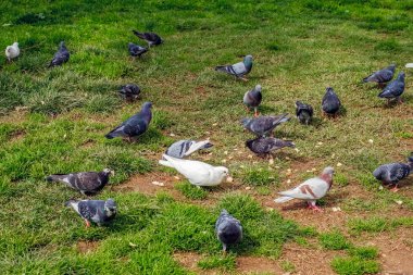 Parkta çim üzerinde ekmek yeme güvercin