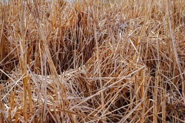 Reed kuru alanlarda, görünümü Kapat