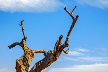 mavi gökyüzü üzerinde kuru ağaç