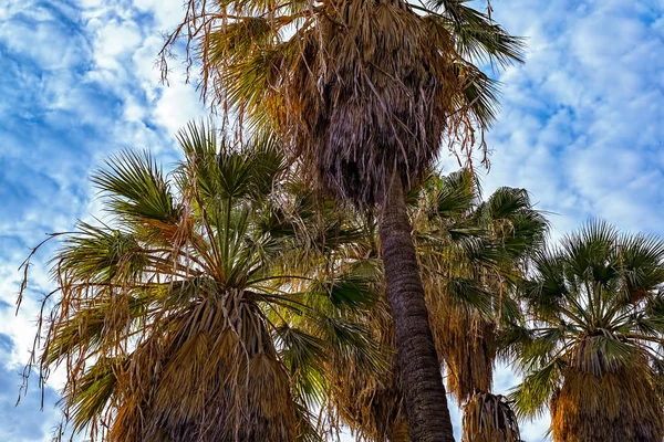 Palm Tree Close — Stock Photo, Image