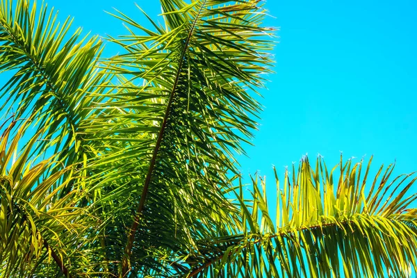 palm tree leaves close up