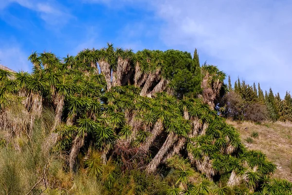 tepenin üstünde palmiye ağaçları