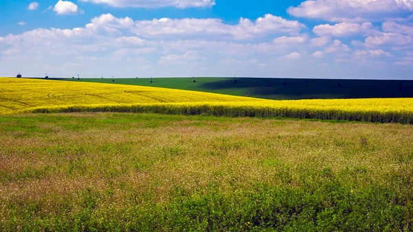 Sombras Nubes Campo Violación Primavera — Foto de Stock