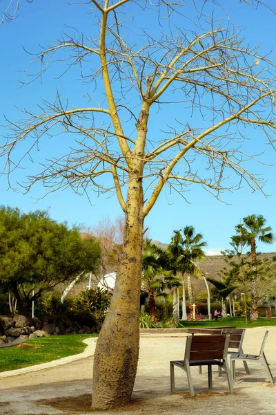 Der Baum Ohne Blätter Aus Dem Park — Stockfoto