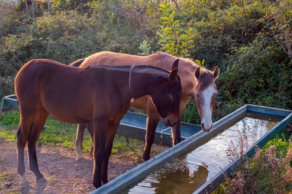 Dos Caballos Bebiendo Agua —  Fotos de Stock