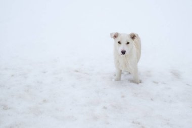 Beyaz bir köpek karda