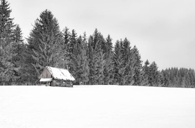 çam ağaçları ile terk edilmiş bir koyun kulübesi 
