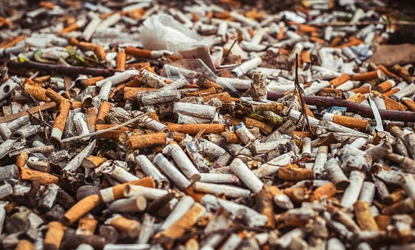 多くの焼けたタバコの吸殻、クローズアップビュー — ストック写真