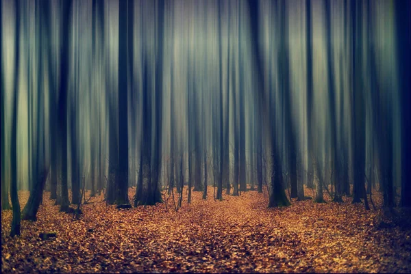 Ormandaki Ağaçların Soyut Hareket Bulanıklığı — Stok fotoğraf