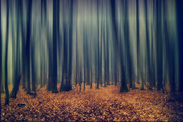 Abstract motion blur of trees in a forest