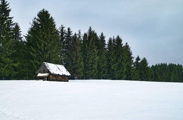 Een verlaten schaapskooi met pijnbomen — Stockfoto