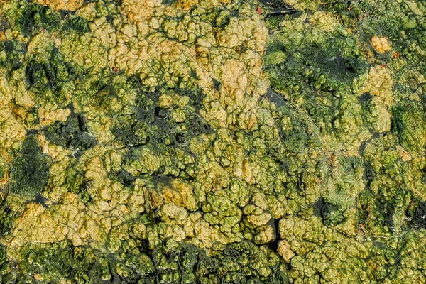 Détail des algues et de l'asclépiade sur le lac, vue de dessus . — Photo