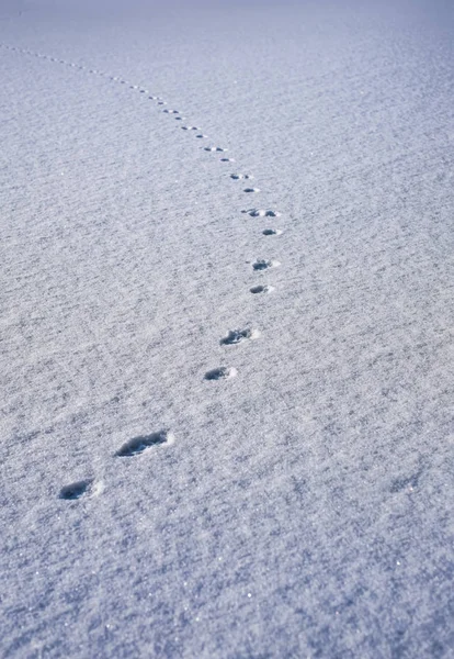 Tierspuren im frischen lockeren Schnee — Stockfoto