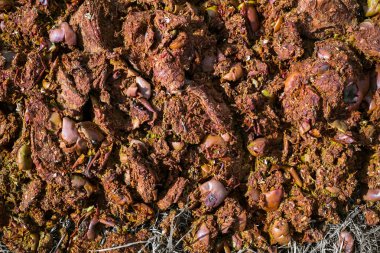 ülkeye bahçesinde çürümüş elma