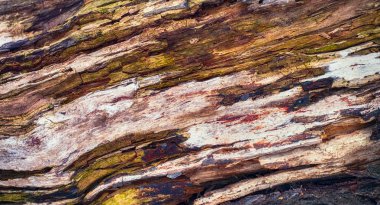 Ormana düşmüş çürümüş ağaç