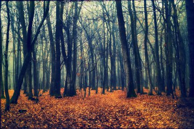 ormanın derinliklerinden sis