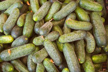 pazar tezgahında taze salatalık