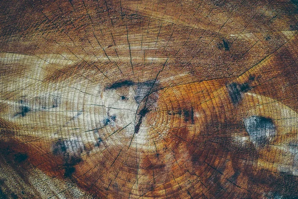 Tvärsnitt av en trädstam — Stockfoto