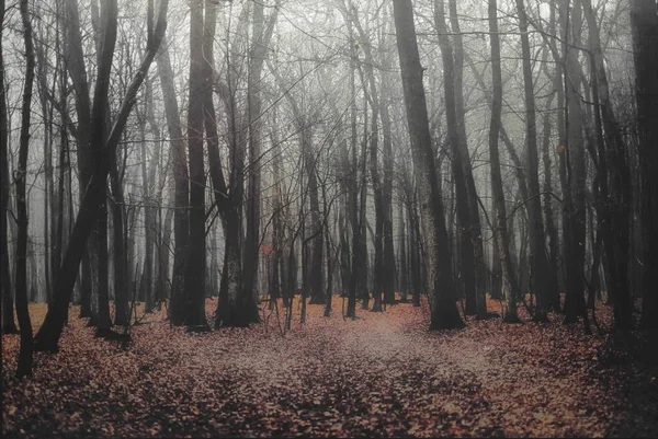 秋の霧の森の中に — ストック写真
