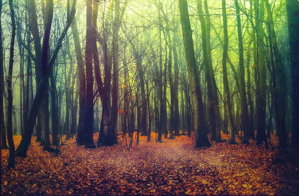 Profondément dans la forêt brumeuse — Photo