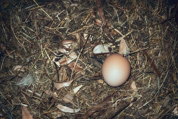 Свіже яйце в гнізді — стокове фото