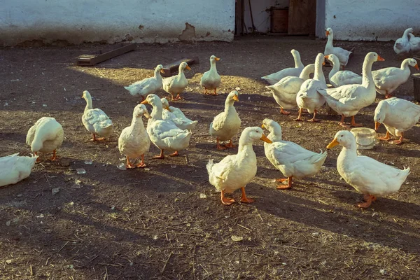 Domácí bílá Husa na venkovském dvoře v podzimní den — Stock fotografie