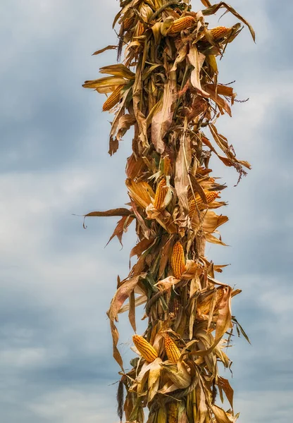 Dried corn cobs — Stock Photo, Image