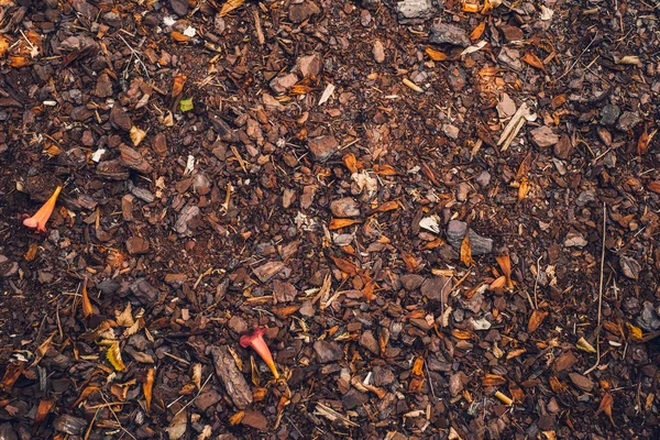 Flores secas, corteza de árbol y piedras — Foto de Stock