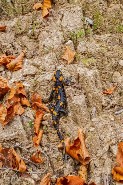 Europaean vuursalamander (Salamandra salamandra) Roemenië, Sibiu — Stockfoto