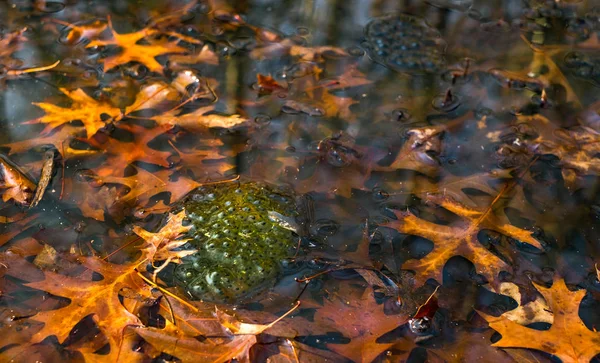 Sapos em uma lagoa acima da água — Fotografia de Stock