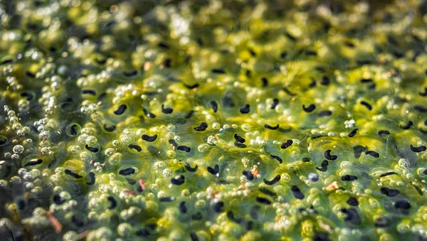 Su üzerinde bir gölette Frogspawn — Stok fotoğraf