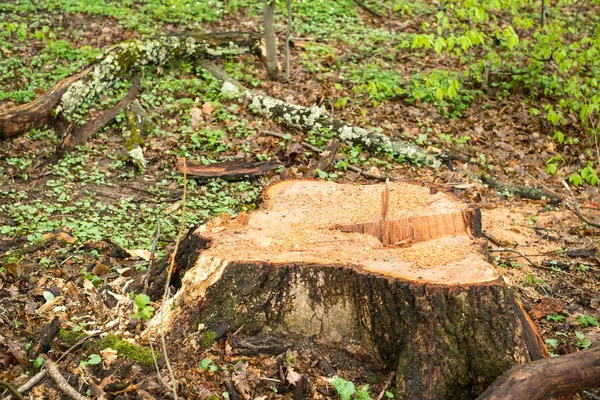 森林中新锯的树 — 图库照片
