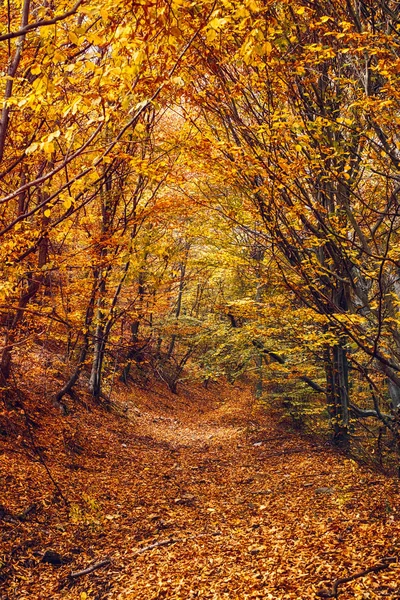 Traversant l'automne dans la forêt de hêtres — Photo