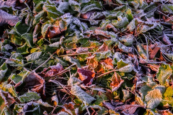 Folhas congeladas do outono, vista próxima — Fotografia de Stock