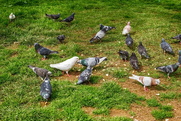 Группа голубей ест в траве — стоковое фото