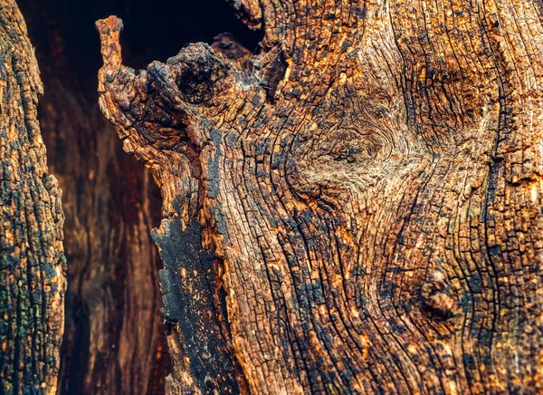 Hollow in the old tree — Stock Photo, Image