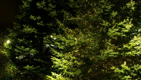 Arbre extérieur décoré avec des lumières de Noël dans la nuit — Photo