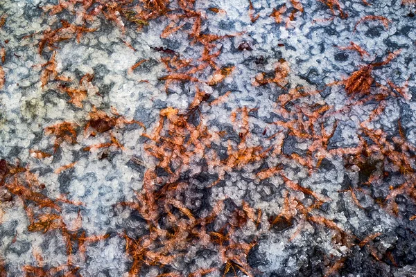 Gałązki sosny pod roztopionym lodem — Zdjęcie stockowe