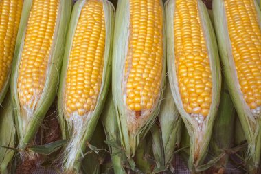 pazar tezgahında kaynama için ham taze mısır