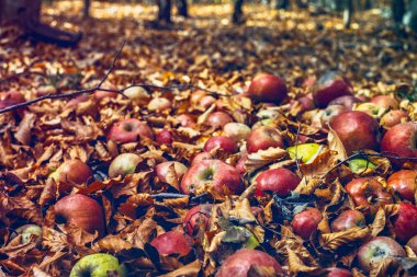 Ormanın yeşilliklerinde kırmızı elmalar