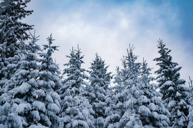 arkasında gökyüzü ile karla kaplı köknar ağaçları