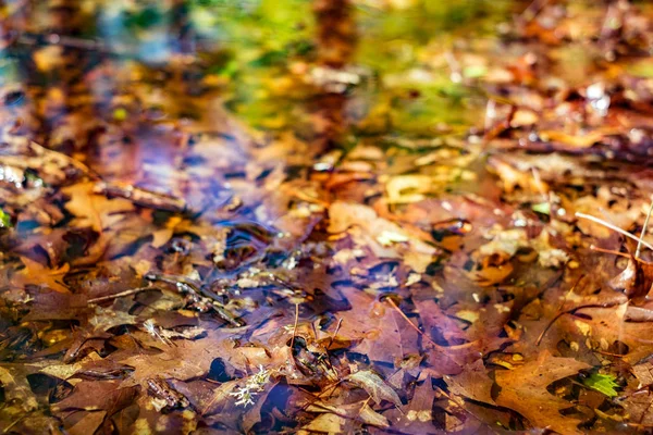 Reflexões no lago da floresta — Fotografia de Stock