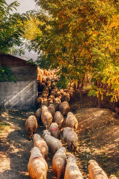 Ovejas y cabras que se desplazan a los pastos — Foto de Stock