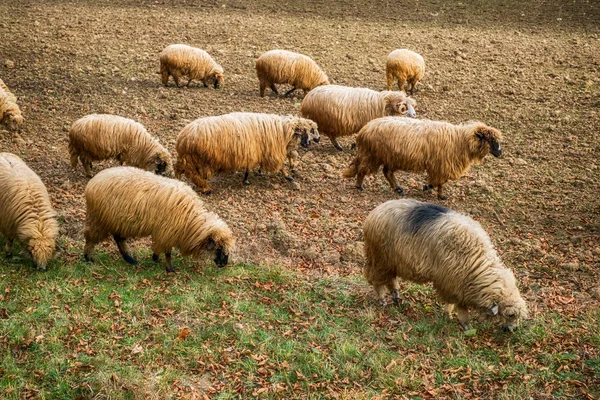 Ovejas pastan en el prado — Foto de Stock