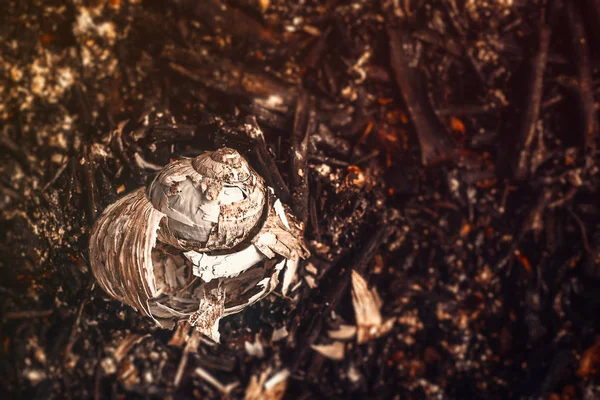 숲에서 불타는 달팽이 껍질 화재 — 스톡 사진