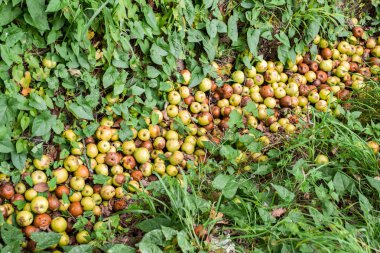 Yiyecek israfı, geride otların içinde elma meyveleri bıraktı