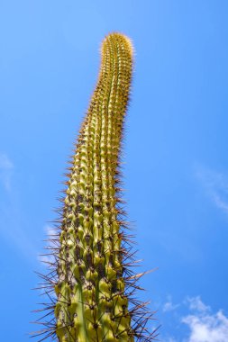 Çölde görüş açısı yukarı bakarak mavi gökyüzüne karşı Saguaro kaktüs